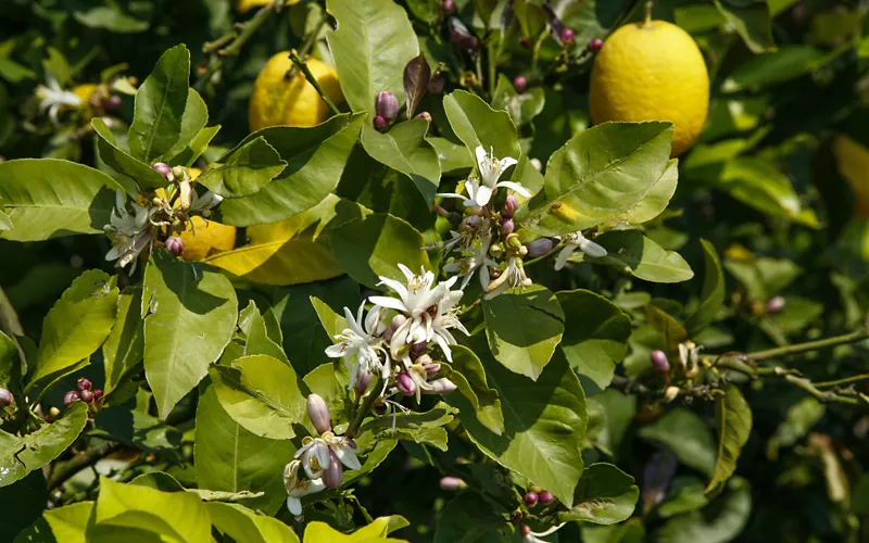 foto per visitsicily - 2 Il dolce clima siciliano - P.Barone