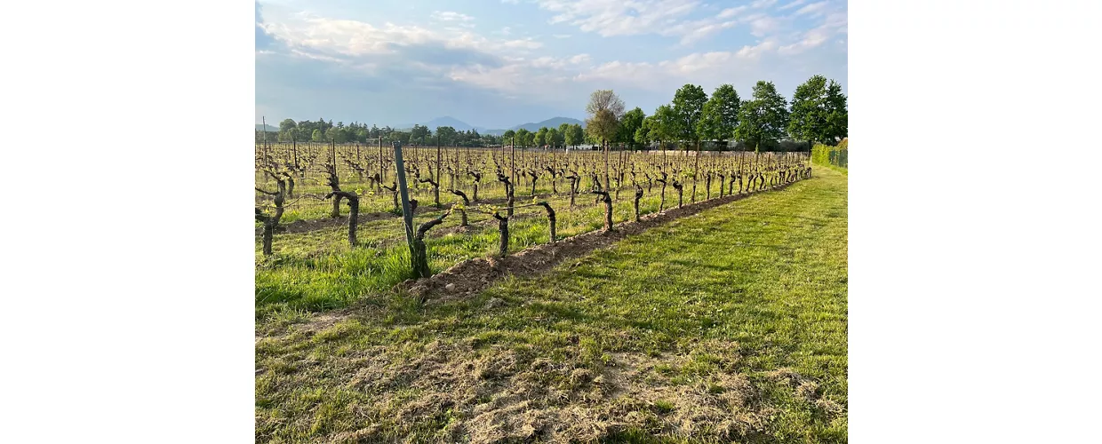 Chiesa di San Francesco del XIV secolo