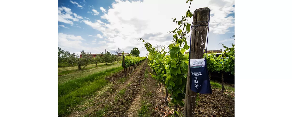 Movimento Turismo Del Vino Italia