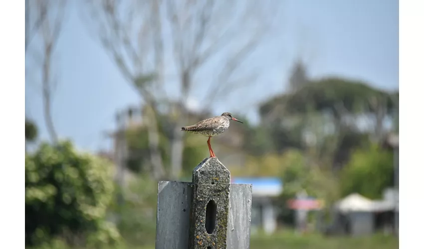 Salina di Cervia