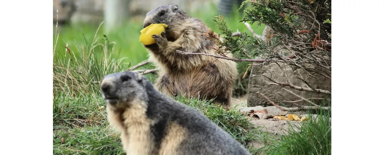 Parc Animalier d'Introd