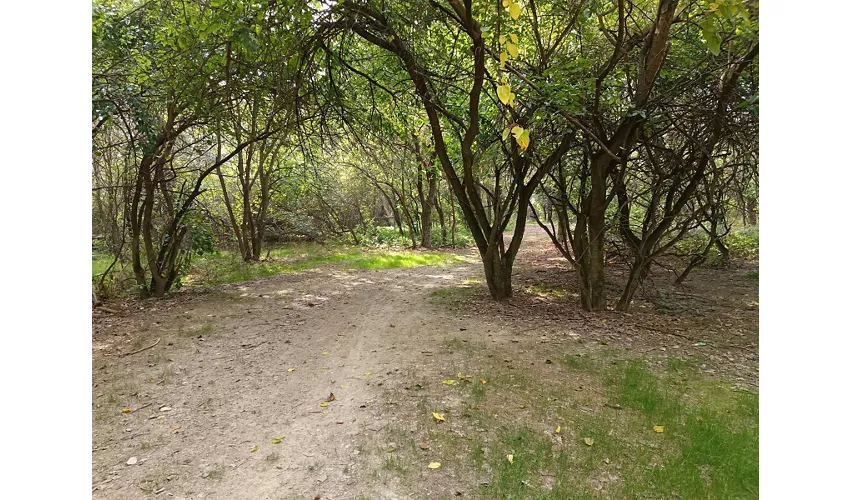 Das Naturschutzgebiet der Insel Boscone