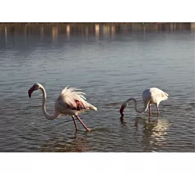 parco naturale di molentargius saline