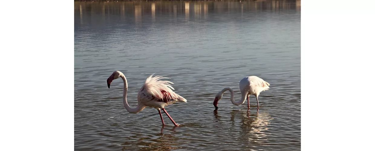 parco naturale di molentargius saline