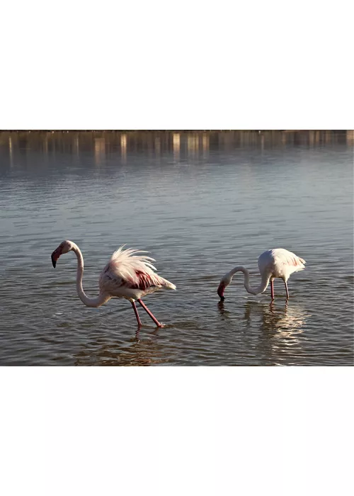 parco naturale di molentargius saline