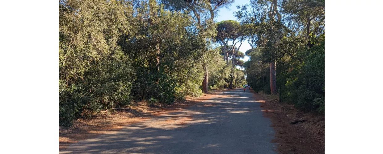 Pinède de Castel Fusano