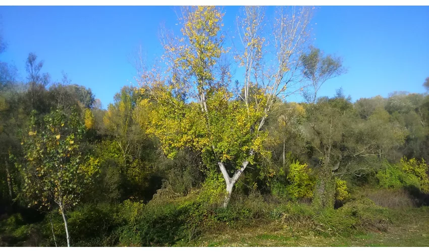 Riserva naturale dell'Isola Boscone