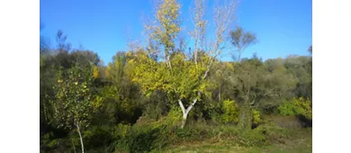 Riserva naturale dell'Isola Boscone