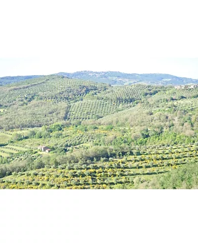 Montecolognola