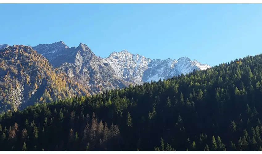 Panorama su bosco di pini presso Vermiglio