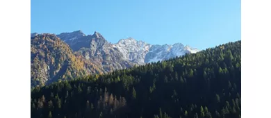 Panorama su bosco di pini presso Vermiglio