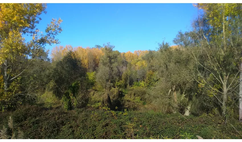 Riserva naturale dell'Isola Boscone