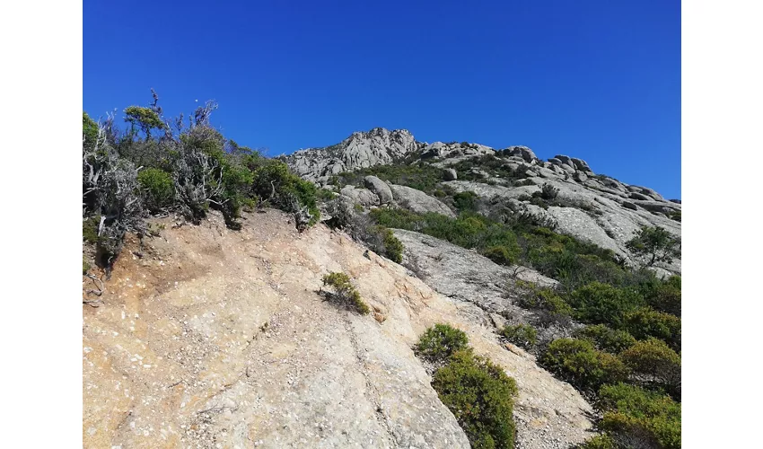 Isola di Montecristo