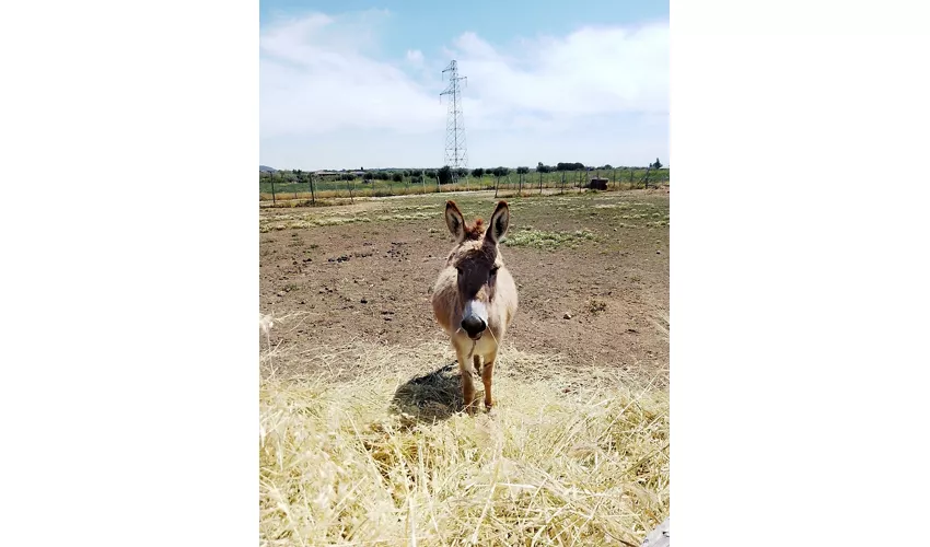 Borgo dell‘Aschetto