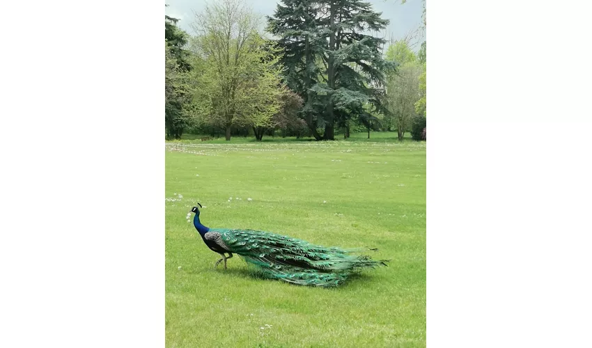 Fundação Magnani-Rocca