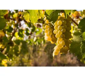 Jornadas del Riesling en Naturno