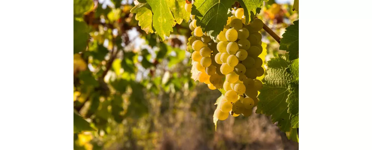 Giornate del Riesling a Naturno