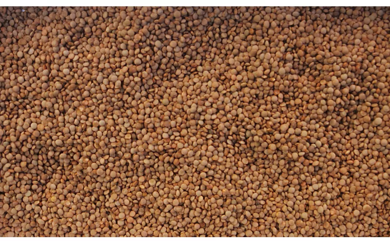 Lenticchie in quota e grani antichi