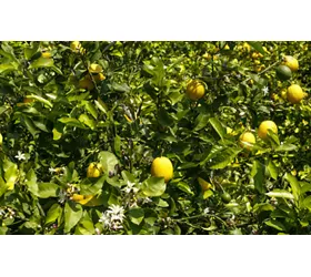 Limoni