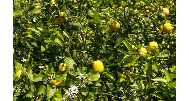 Limoni