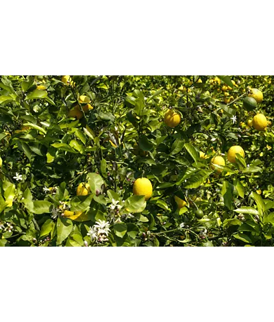 Limoni