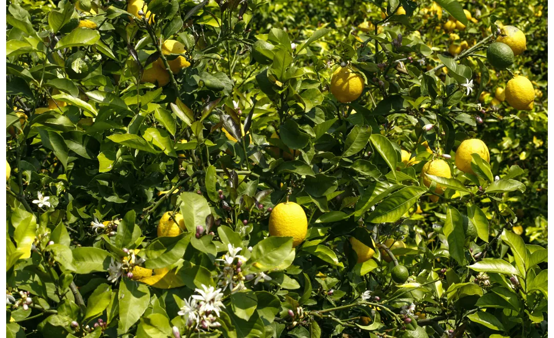 Limoni