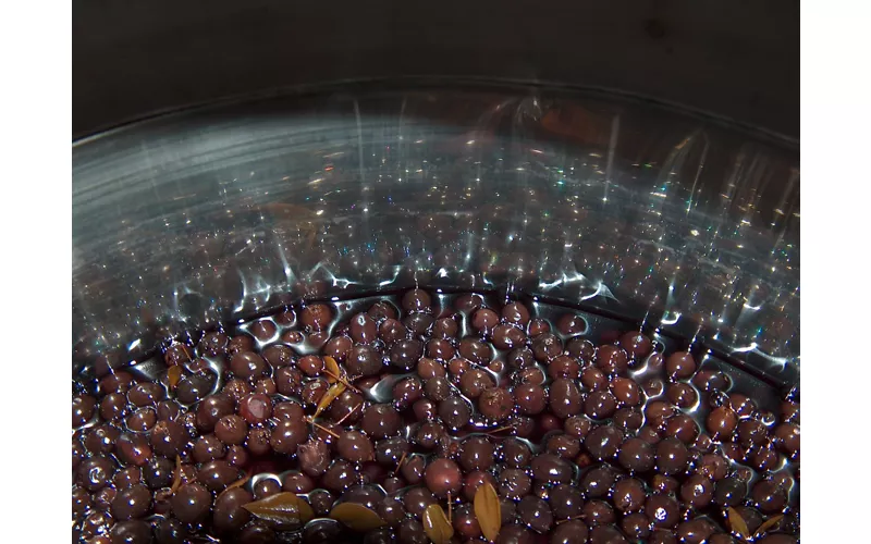 Mirto, the aromatic heart of Sardinian tradition