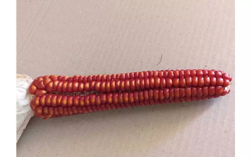 Ancona and the inland hills: where polenta meets sea and countryside