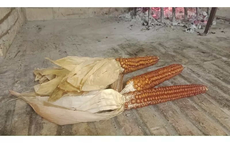 Ancona and the inland hills: where polenta meets sea and countryside