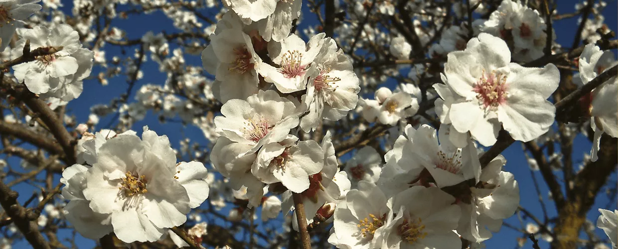 Mandorlo in Fiore 2026