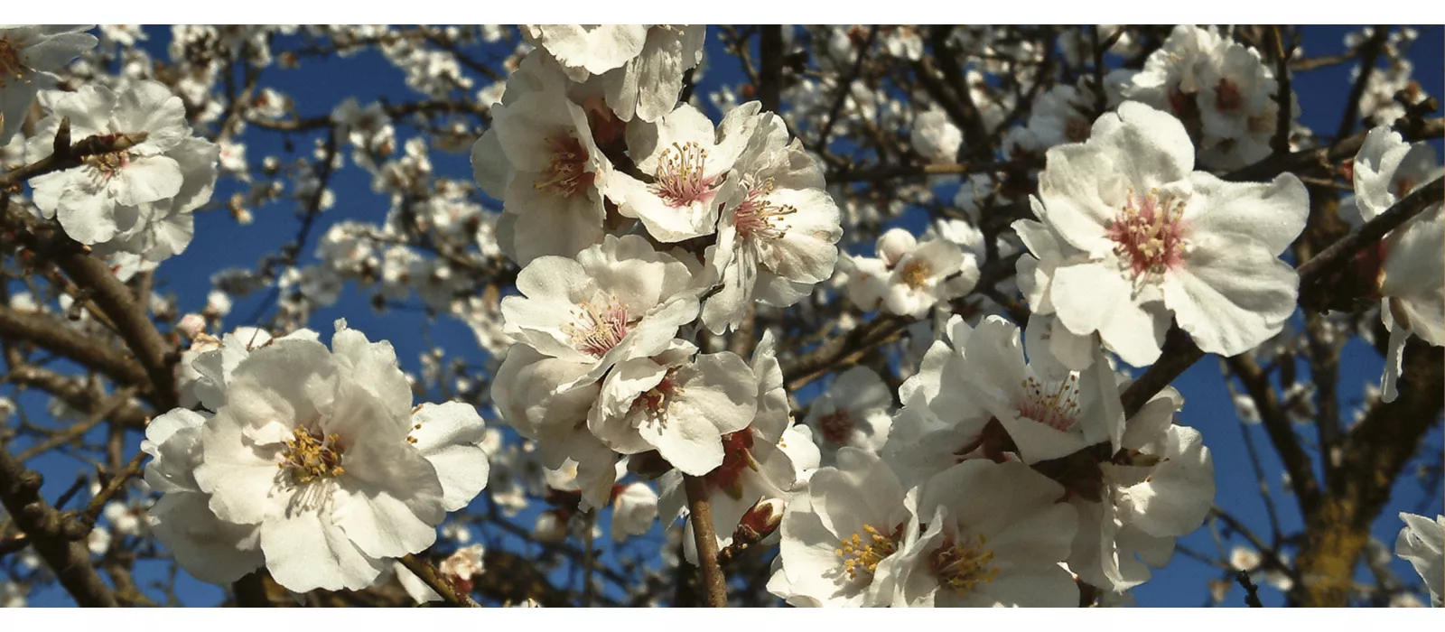 mandorlo in fiore