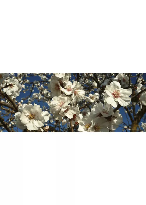 Mandorlo in Fiore 2026