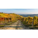 Trekking a cavallo nel Monferrato: tra vigneti, borghi e grandi vini