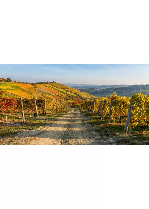 Trekking a cavallo nel Monferrato: tra vigneti, borghi e grandi vini