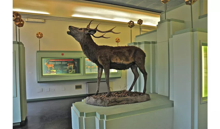 Museo del Cervo e del Bosco della Mesola