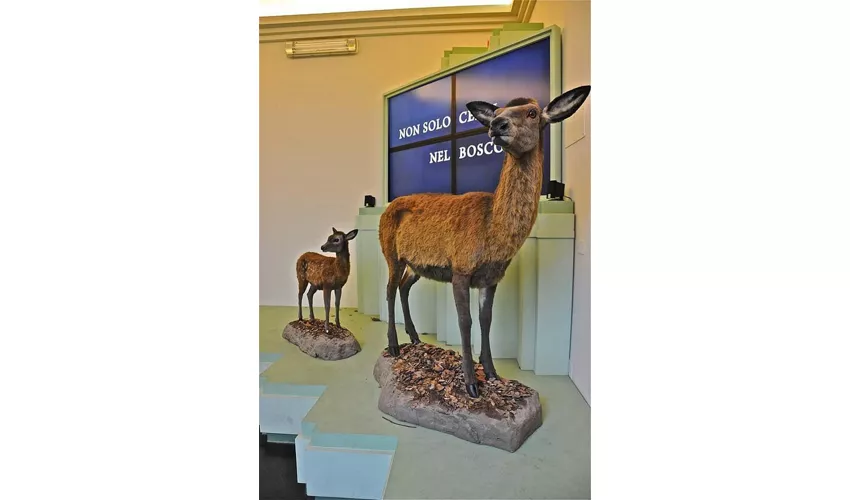 Museo del Cervo e del Bosco della Mesola