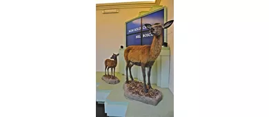 Museo del Cervo e del Bosco della Mesola