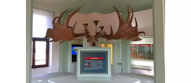 Museo del Cervo e del Bosco della Mesola