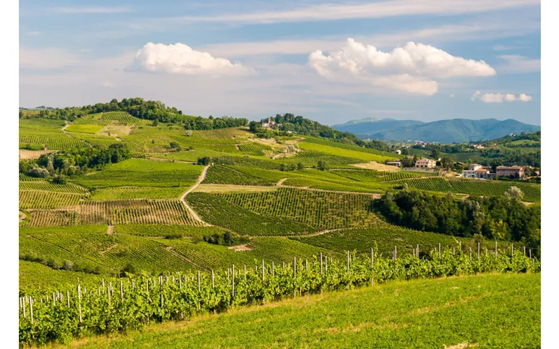 Cultivated hills in Oltrepo' Pavese (Lombardy, Italy)