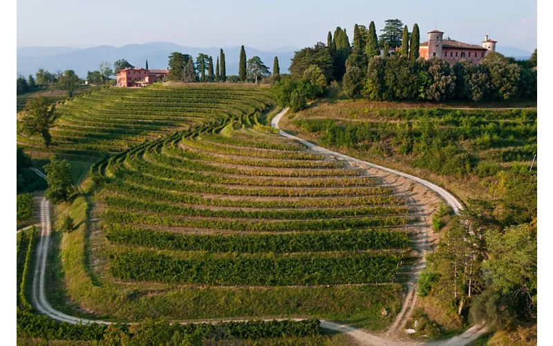 Colinas de vino y de arte