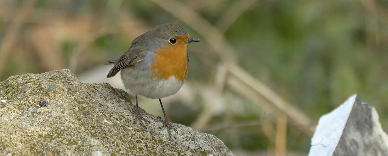 Parque Agrícola do Sul de Milão