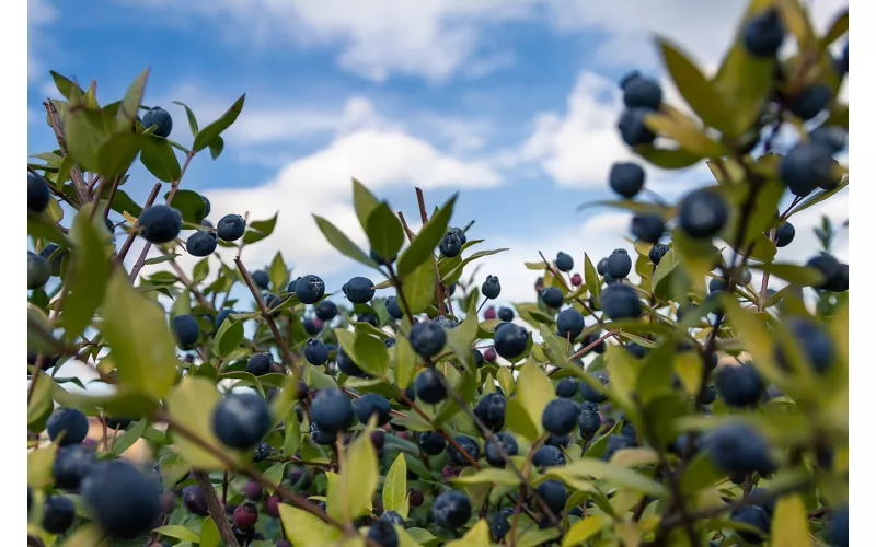 Mirto in the kitchen and after a meal: uses, pairings and tasting