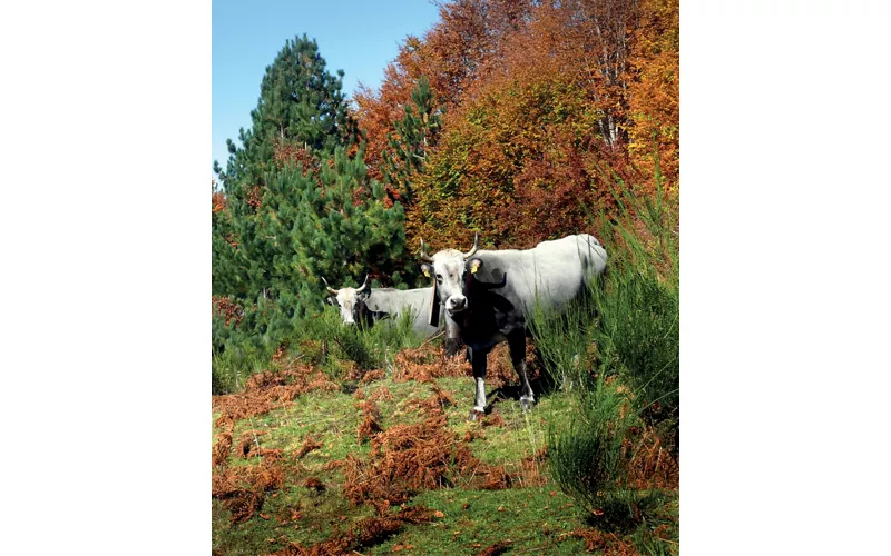 La Podolica Calabrese: caratteristiche