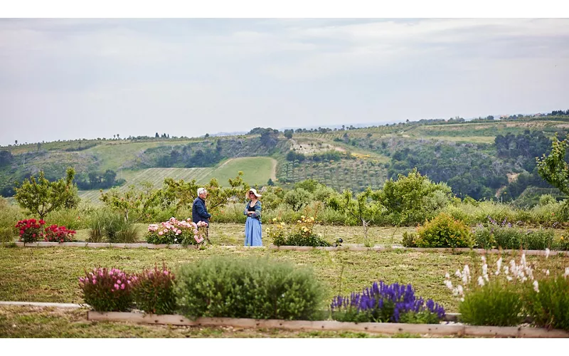 The olive-growing Marche: a memorable experience