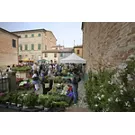 saludecio-salus-erbe-CC BY NC SA 3.0