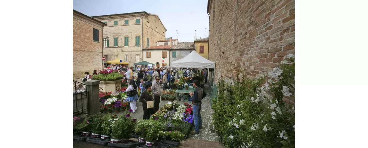 saludecio-salus-erbe-CC BY NC SA 3.0