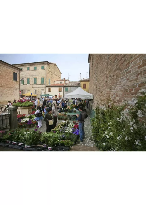 saludecio-salus-erbe-CC BY NC SA 3.0