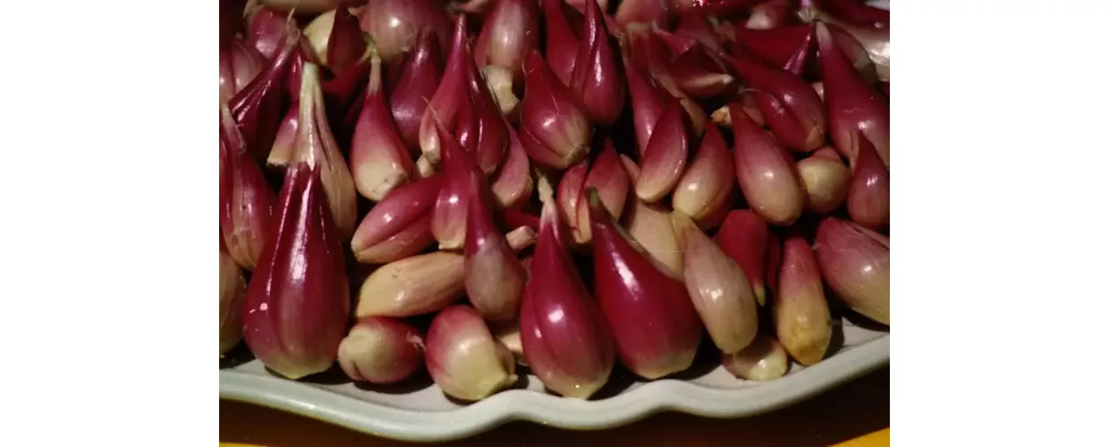 scalogno