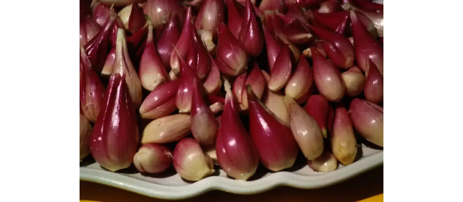 scalogno