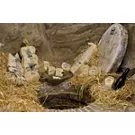 50th Sogliano DOP Fossa Cheese Fair
